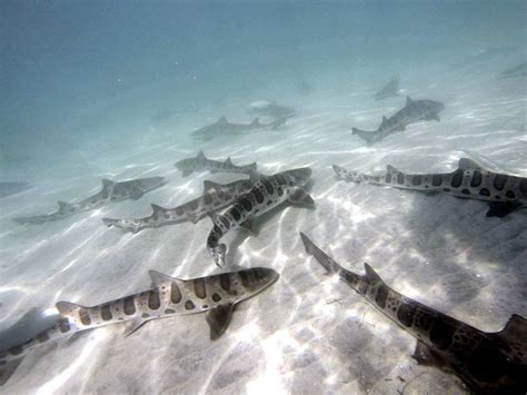 leopard shark snorkeling san diego.